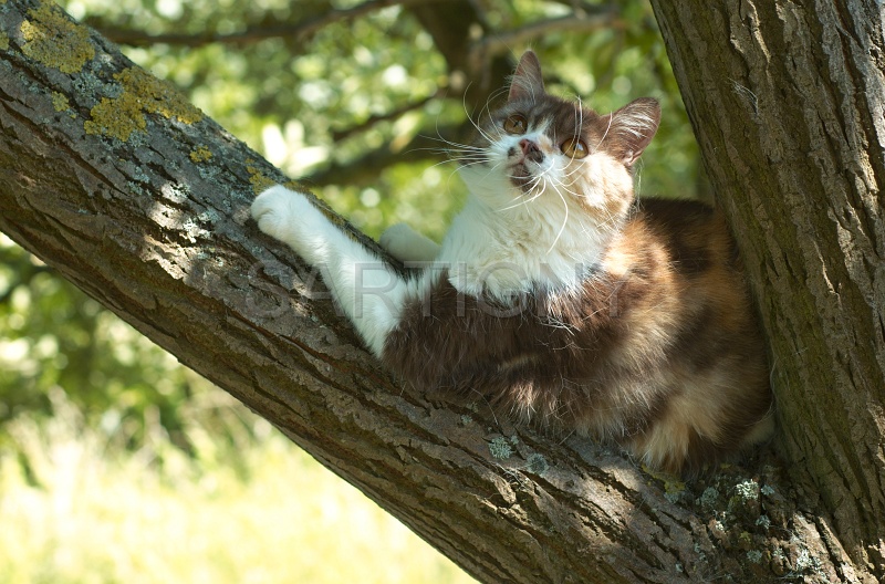 BRITISH SHORTHAIR 074.jpg